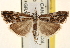  (Catoptria oregonica - CCDB-22979-F12)  @14 [ ] CreativeCommons - Attribution (2014) CBG Photography Group Centre for Biodiversity Genomics