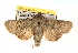  ( - CCDB-22979-G06)  @11 [ ] CreativeCommons - Attribution (2014) CBG Photography Group Centre for Biodiversity Genomics