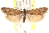  ( - CCDB-22980-G12)  @11 [ ] CreativeCommons - Attribution (2014) CBG Photography Group Centre for Biodiversity Genomics