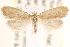  (Lampronia aenescens - CCDB-23267-B11)  @15 [ ] CreativeCommons - Attribution (2014) CBG Photography Group Centre for Biodiversity Genomics