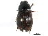 ( - CCDB-28533-A05)  @11 [ ] CreativeCommons - Attribution (2015) CBG Photography Group Centre for Biodiversity Genomics