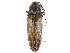  (Ctenicera kendalli - CCDB-28533-D12)  @11 [ ] CreativeCommons - Attribution (2015) CBG Photography Group Centre for Biodiversity Genomics