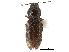  ( - CCDB-28533-G01)  @11 [ ] CreativeCommons - Attribution (2015) CBG Photography Group Centre for Biodiversity Genomics