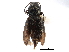  ( - CCDB-28533-G02)  @11 [ ] CreativeCommons - Attribution (2015) CBG Photography Group Centre for Biodiversity Genomics