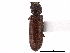  ( - CCDB-28533-H03)  @11 [ ] CreativeCommons - Attribution (2015) CBG Photography Group Centre for Biodiversity Genomics