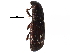  ( - CCDB-28534-C12)  @11 [ ] CreativeCommons - Attribution (2015) CBG Photography Group Centre for Biodiversity Genomics