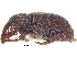  ( - CCDB-28535-E07)  @11 [ ] CreativeCommons - Attribution (2015) CBG Photography Group Centre for Biodiversity Genomics