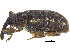  ( - CCDB-28535-E08)  @11 [ ] CreativeCommons - Attribution (2015) CBG Photography Group Centre for Biodiversity Genomics