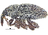  ( - CCDB-28535-F11)  @11 [ ] CreativeCommons - Attribution (2015) CBG Photography Group Centre for Biodiversity Genomics