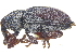  ( - CCDB-28535-F12)  @11 [ ] CreativeCommons - Attribution (2015) CBG Photography Group Centre for Biodiversity Genomics