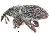  ( - CCDB-28535-G01)  @11 [ ] CreativeCommons - Attribution (2015) CBG Photography Group Centre for Biodiversity Genomics