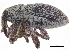  ( - CCDB-28535-G02)  @11 [ ] CreativeCommons - Attribution (2015) CBG Photography Group Centre for Biodiversity Genomics