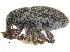  ( - CCDB-28535-G03)  @11 [ ] CreativeCommons - Attribution (2015) CBG Photography Group Centre for Biodiversity Genomics