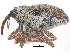  ( - CCDB-28535-G07)  @11 [ ] CreativeCommons - Attribution (2015) CBG Photography Group Centre for Biodiversity Genomics