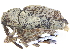  ( - CCDB-28535-G08)  @11 [ ] CreativeCommons - Attribution (2015) CBG Photography Group Centre for Biodiversity Genomics