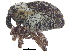  ( - CCDB-28535-G11)  @11 [ ] CreativeCommons - Attribution (2015) CBG Photography Group Centre for Biodiversity Genomics
