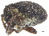  ( - CCDB-28535-G12)  @11 [ ] CreativeCommons - Attribution (2015) CBG Photography Group Centre for Biodiversity Genomics