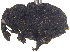  ( - CCDB-28535-H01)  @11 [ ] CreativeCommons - Attribution (2015) CBG Photography Group Centre for Biodiversity Genomics