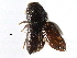  ( - CCDB-28537-C11)  @11 [ ] CreativeCommons - Attribution (2015) CBG Photography Group Centre for Biodiversity Genomics