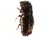  ( - CCDB-28537-D04)  @11 [ ] CreativeCommons - Attribution (2015) CBG Photography Group Centre for Biodiversity Genomics