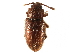  ( - CCDB-28537-D11)  @11 [ ] CreativeCommons - Attribution (2015) CBG Photography Group Centre for Biodiversity Genomics