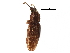  ( - CCDB-28537-F10)  @11 [ ] CreativeCommons - Attribution (2015) CBG Photography Group Centre for Biodiversity Genomics