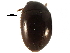  ( - CCDB-28537-G01)  @11 [ ] CreativeCommons - Attribution (2015) CBG Photography Group Centre for Biodiversity Genomics