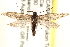  ( - CCDB-28538-A11)  @13 [ ] CreativeCommons - Attribution (2015) CBG Photography Group Centre for Biodiversity Genomics