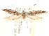  ( - CCDB-28538-B01)  @13 [ ] CreativeCommons - Attribution (2015) CBG Photography Group Centre for Biodiversity Genomics