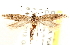  ( - CCDB-28538-B04)  @13 [ ] CreativeCommons - Attribution (2015) CBG Photography Group Centre for Biodiversity Genomics