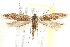  ( - CCDB-28538-B06)  @13 [ ] CreativeCommons - Attribution (2015) CBG Photography Group Centre for Biodiversity Genomics
