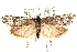  ( - CCDB-28538-F10)  @14 [ ] CreativeCommons - Attribution (2015) CBG Photography Group Centre for Biodiversity Genomics