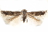  ( - CCDB-28539-A03)  @13 [ ] CreativeCommons - Attribution (2015) CBG Photography Group Centre for Biodiversity Genomics