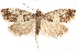  ( - CCDB-28539-C03)  @14 [ ] CreativeCommons - Attribution (2015) CBG Photography Group Centre for Biodiversity Genomics