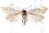  ( - CCDB-28539-D03)  @14 [ ] CreativeCommons - Attribution (2015) CBG Photography Group Centre for Biodiversity Genomics