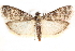  ( - CCDB-28539-F02)  @14 [ ] CreativeCommons - Attribution (2015) CBG Photography Group Centre for Biodiversity Genomics