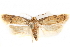  ( - CCDB-28539-F03)  @14 [ ] CreativeCommons - Attribution (2015) CBG Photography Group Centre for Biodiversity Genomics