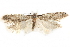  ( - CCDB-28539-G06)  @15 [ ] CreativeCommons - Attribution (2015) CBG Photography Group Centre for Biodiversity Genomics