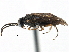  ( - CCDB-28540-A03)  @13 [ ] CreativeCommons - Attribution (2015) CBG Photography Group Centre for Biodiversity Genomics