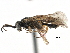  ( - CCDB-28540-A04)  @12 [ ] CreativeCommons - Attribution (2015) CBG Photography Group Centre for Biodiversity Genomics