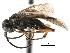  (Scolioneura - CCDB-28540-A05)  @14 [ ] CreativeCommons - Attribution (2015) CBG Photography Group Centre for Biodiversity Genomics