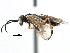  ( - CCDB-28540-A06)  @13 [ ] CreativeCommons - Attribution (2015) CBG Photography Group Centre for Biodiversity Genomics