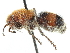  ( - CCDB-28540-A07)  @11 [ ] CreativeCommons - Attribution (2015) CBG Photography Group Centre for Biodiversity Genomics