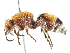  ( - CCDB-28540-A08)  @11 [ ] CreativeCommons - Attribution (2015) CBG Photography Group Centre for Biodiversity Genomics