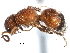  ( - CCDB-28540-A10)  @11 [ ] CreativeCommons - Attribution (2015) CBG Photography Group Centre for Biodiversity Genomics