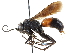  ( - CCDB-28540-B04)  @11 [ ] CreativeCommons - Attribution (2015) CBG Photography Group Centre for Biodiversity Genomics