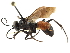  ( - CCDB-28540-B06)  @11 [ ] CreativeCommons - Attribution (2015) CBG Photography Group Centre for Biodiversity Genomics