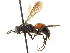  ( - CCDB-28540-B08)  @11 [ ] CreativeCommons - Attribution (2015) CBG Photography Group Centre for Biodiversity Genomics