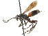  ( - CCDB-28540-B09)  @11 [ ] CreativeCommons - Attribution (2015) CBG Photography Group Centre for Biodiversity Genomics