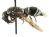  ( - CCDB-28540-C02)  @13 [ ] CreativeCommons - Attribution (2015) CBG Photography Group Centre for Biodiversity Genomics